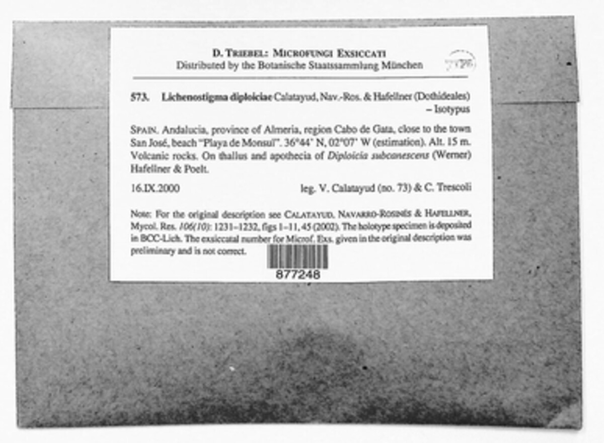 Lichenostigma diploiciae image